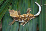 Red Harlequin w/ White Spot Crested Gecko