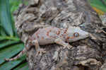 Red Blotched Gargoyle Gecko