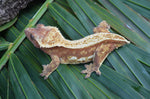 Red Pinstripe Crested Gecko