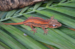 Orange Striped Gargoyle Gecko