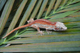 Red Striped Gargoyle Gecko (Dracula offspring)