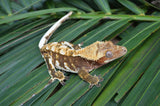 Red Harlequin w/ White Spot Crested Gecko