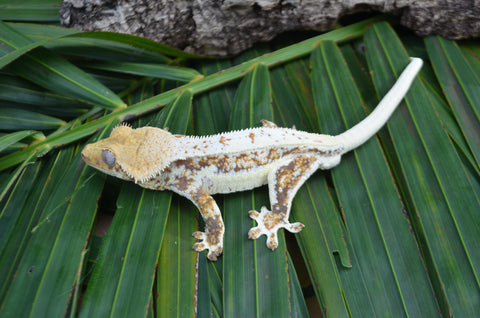 Red Extreme Harlequin Pinstripe Lilly White Crested Geckos (Holdback Release)