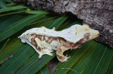 Red Lilly White Harlequin Crested Gecko