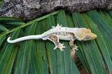 Red Extreme Harlequin Pinstripe Lilly White Crested Geckos (Holdback Release)