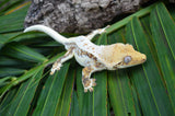 Red Extreme Harlequin Pinstripe Lilly White Crested Geckos (Holdback Release)