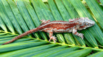 Female Red/Orange Striped Gargoyle Gecko
