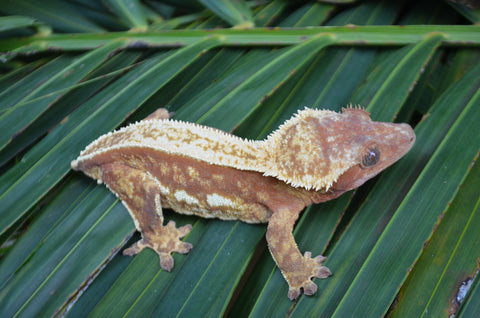 Red Pinstripe Crested Gecko