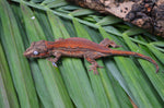 Red Striped Gargoyle Gecko