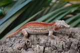 Red Striped Gargoyle Gecko (Dracula offspring)