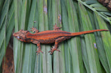 Orange Striped Gargoyle Gecko