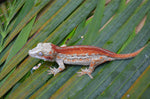 Red Striped Gargoyle Gecko (Dracula offspring)