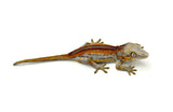 Red Super Striped Gargoyle Gecko (Young Blood offspring)