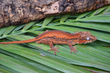 Orange Striped Gargoyle Gecko