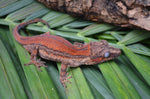 Red Striped Gargoyle Gecko