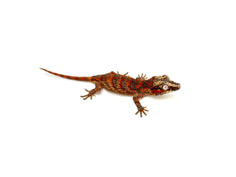 Orange Super Blotched Gargoyle Gecko