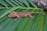 Red Phantom Super Dalmatian Crested Gecko (W/ RED SPOTS)