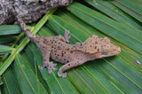 Red Phantom Super Dalmatian Crested Gecko (W/ RED SPOTS)