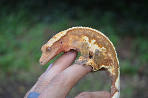 Red Whiteout Pinstripe Crested Gecko