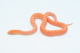 Red Albino Bull Snake