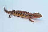 Insane Red Northern Blue Tongue Skink (HOLDBACK)