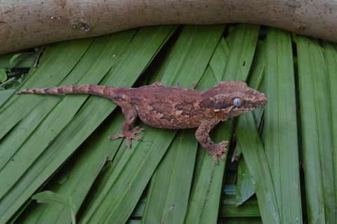 Pink Banded Gargoyle Gecko