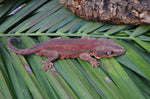 Red Base Red Striped Gargoyle Gecko