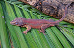 Red Base Red Striped Gargoyle Gecko