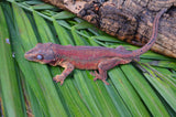 Red Base Red Striped Gargoyle Gecko