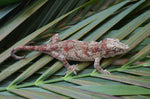 Red Blotched Gargoyle Gecko