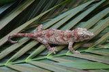 Red Blotched Gargoyle Gecko