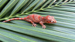 Red Banded Blotched Gargoyle Gecko