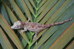 Red Blotched Gargoyle Gecko