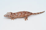 Red Blotched Gargoyle Gecko