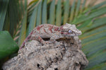 Red Blotched Gargoyle Gecko