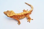 Red Harlequin Dalmatian Crested Gecko (Red Spots)