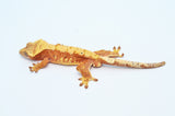 Red Harlequin Dalmatian Crested Gecko (Red Spots)