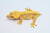 Red Harlequin Crested Gecko