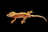 Red Harlequin Dalmatian Crested Gecko (Red Spots)