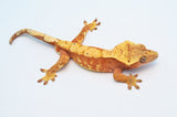 Red Harlequin Dalmatian Crested Gecko (Red Spots)