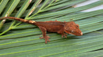 Rusty Red Dalmatian Crested Gecko (INCREDIBLE STRUCTURE)