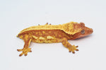 Red Pinstripe Crested Gecko