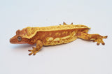 Red Pinstripe Crested Gecko