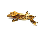 Red and Cream Harlequin Crested Gecko