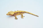 Red Harlequin Dalmatian Crested Gecko