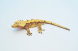 Red Harlequin Dalmatian Crested Gecko