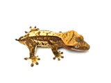 Red and Cream Harlequin Crested Gecko