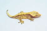 Red Harlequin Dalmatian Crested Gecko