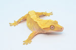 Red Harlequin Crested Gecko