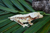 Red Lilly White Harlequin Crested Gecko